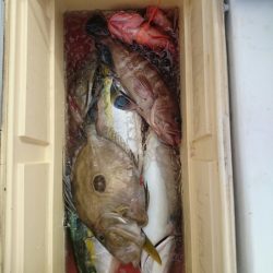 エンペラー 釣果