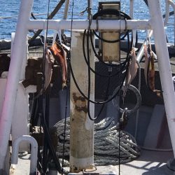 シーランチ 釣果