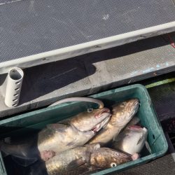 シーランチ 釣果