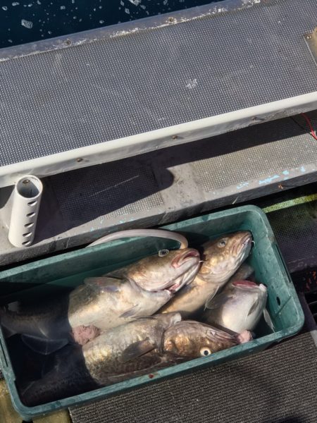 シーランチ 釣果