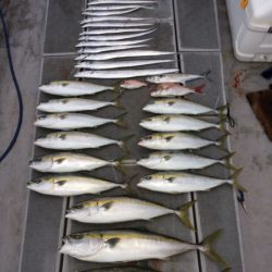 SeaRide(シーライド) 釣果