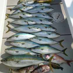 エンペラー 釣果