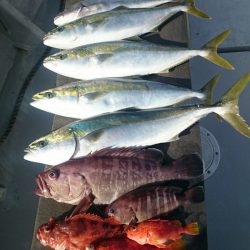 エンペラー 釣果