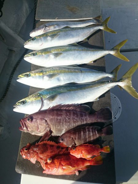 エンペラー 釣果