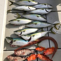 エンペラー 釣果