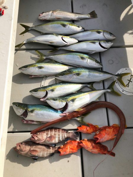 エンペラー 釣果