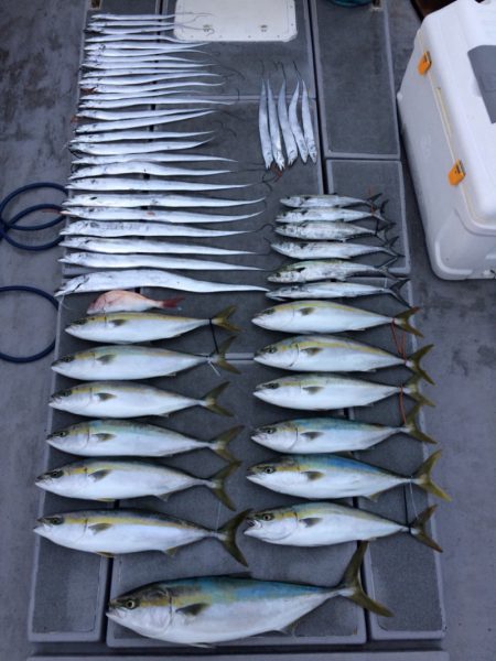 SeaRide(シーライド) 釣果