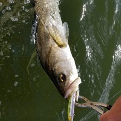 アマテラス 釣果