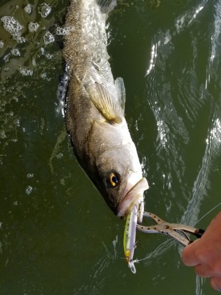 アマテラス 釣果