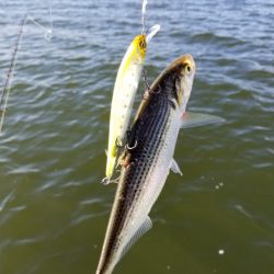 アマテラス 釣果