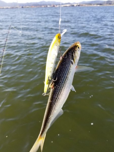 アマテラス 釣果