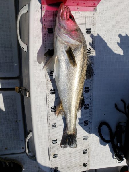 海龍丸（島根） 釣果