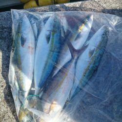 エンペラー 釣果