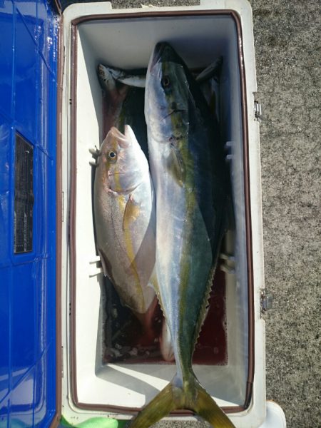 エンペラー 釣果