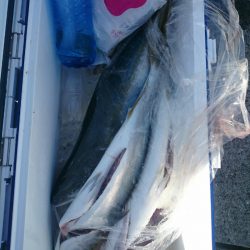 エンペラー 釣果