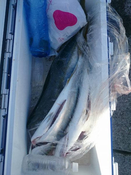 エンペラー 釣果