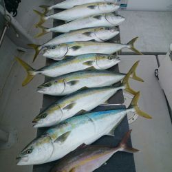 エンペラー 釣果