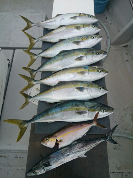 エンペラー 釣果