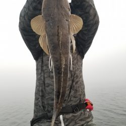 アマテラス 釣果