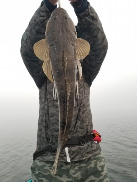 アマテラス 釣果