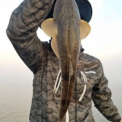 アマテラス 釣果