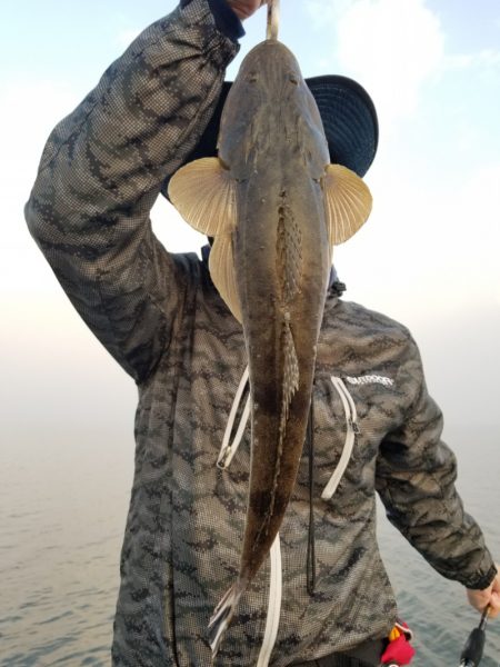 アマテラス 釣果