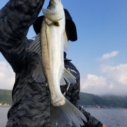 アマテラス 釣果