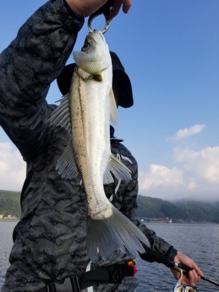 アマテラス 釣果