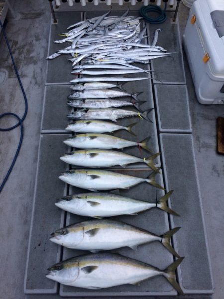 SeaRide(シーライド) 釣果