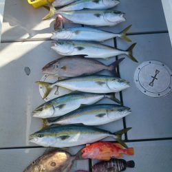 エンペラー 釣果