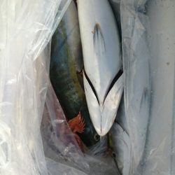 エンペラー 釣果