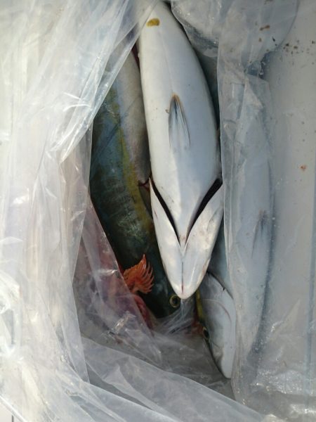 エンペラー 釣果