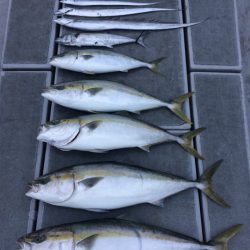 SeaRide(シーライド) 釣果