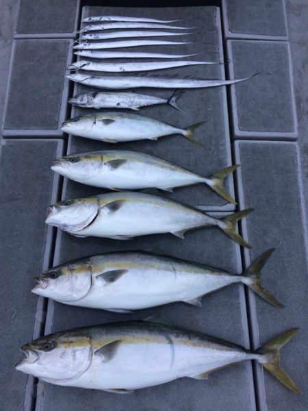 SeaRide(シーライド) 釣果