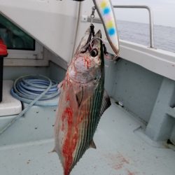 アマテラス 釣果