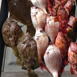 遊漁船 家入 釣果