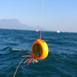 遊漁船 家入 釣果