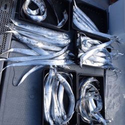 渡船屋たにぐち 釣果