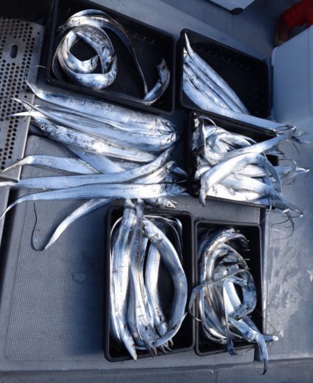 渡船屋たにぐち 釣果