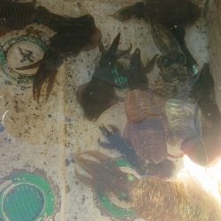 シースナイパー海龍 釣果