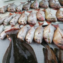 タイラバ遊漁船 ワンピース 釣果