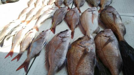 タイラバ遊漁船 ワンピース 釣果