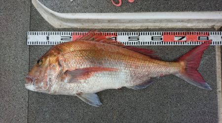 ARCADIAⅡ (アルカディアⅡ) 釣果