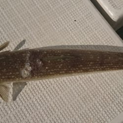 遊漁船 家入 釣果