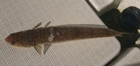 遊漁船 家入 釣果