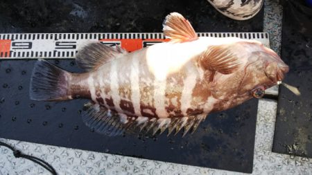 第二龍勢丸 釣果