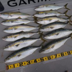 Chase（チェイス） 釣果