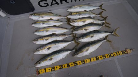 Chase（チェイス） 釣果