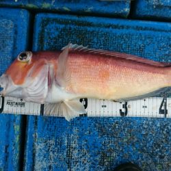 海龍丸（石川） 釣果