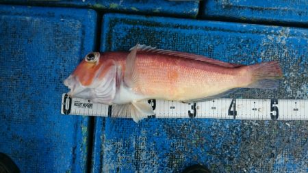 海龍丸（石川） 釣果